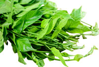 gymnema sylvestre
