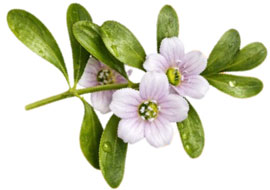 bacopa